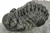 Phacopid (Adrisiops) Trilobite - Jbel Oudriss, Morocco #222415-1